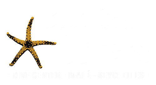 BlueSeaDiversLogo500x272Light