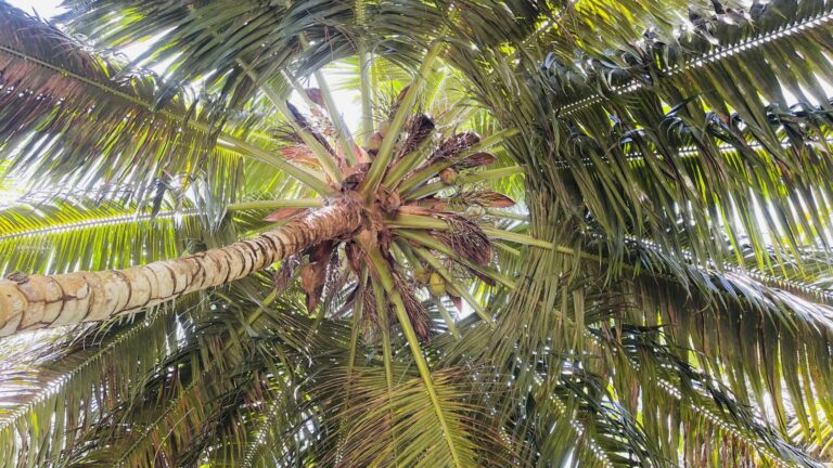 abhaye valabhji pty ltd 768x432