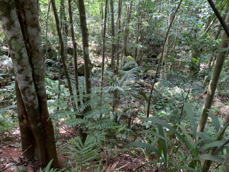 albizia lodge 768x576