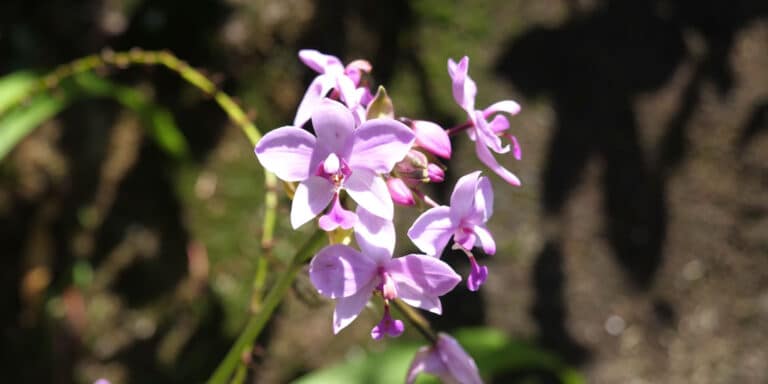 amical charters 768x384