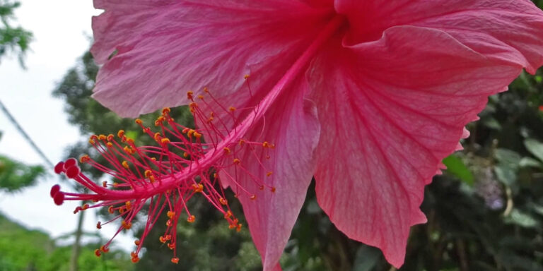 atala accommodation 768x384