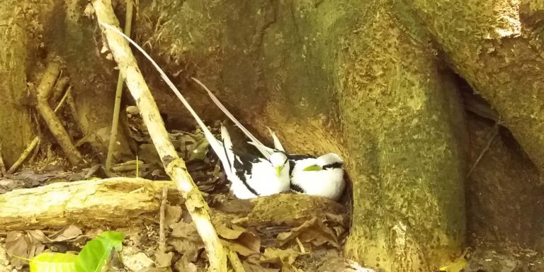 cafe le monde 768x384