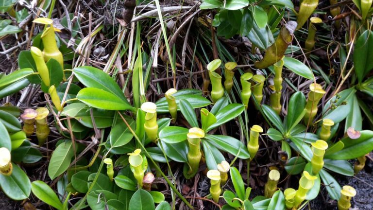 chemical services seychelles 768x432