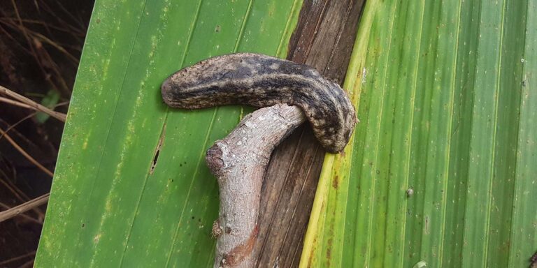 childrens world daycare seychelles 768x384