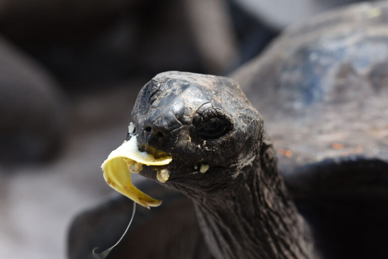 deevas pty ltd 768x513