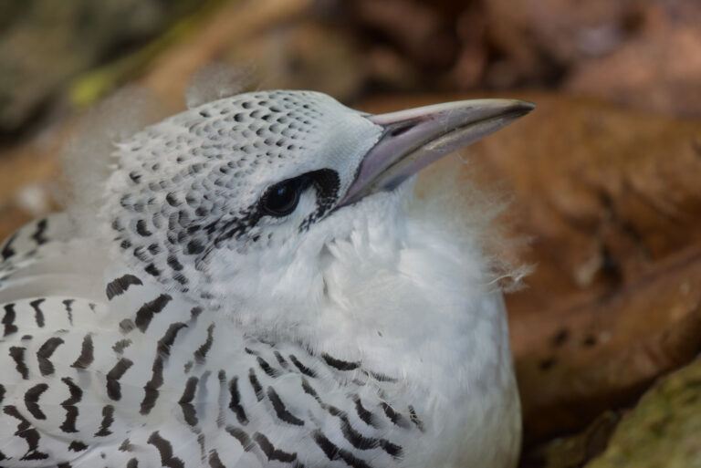 dental association of seychelles 768x513