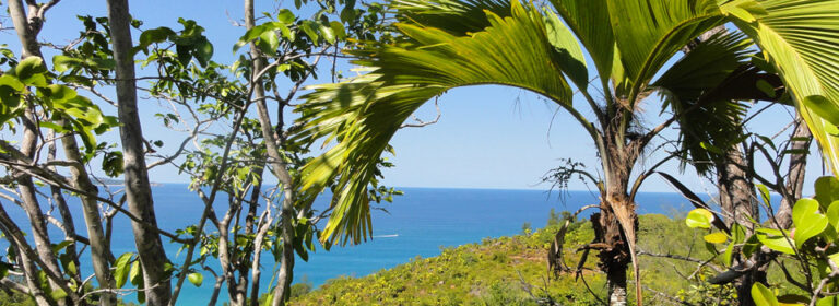 doubleclick internet cafe seychelles 768x280