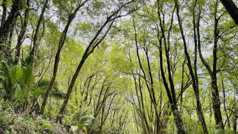 Ecosystem Based Adaptation to Climate Change in Seychelles - EBA project ecosystem based adaptation to climate change in seychelles eba project 768x432