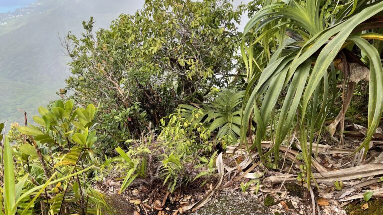 eden builders 768x432