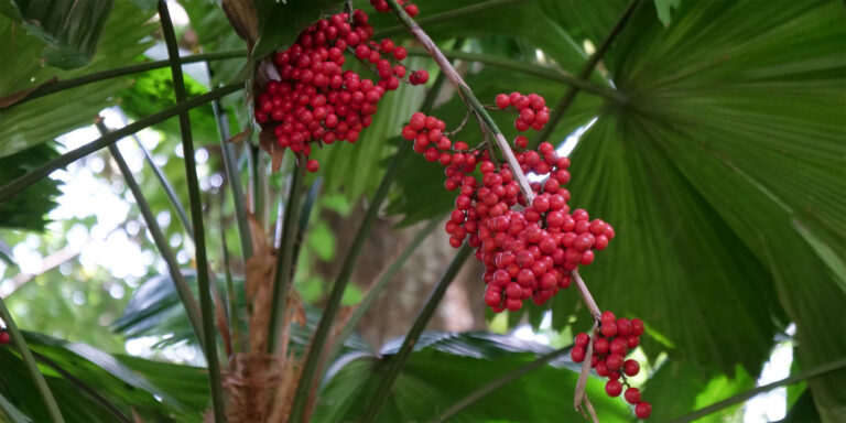 evergreen apartments seychelles 768x384