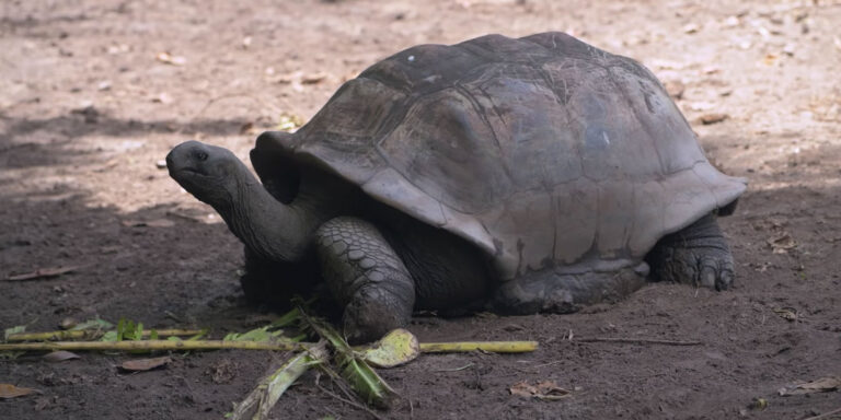 flawless seychelles limited 768x384