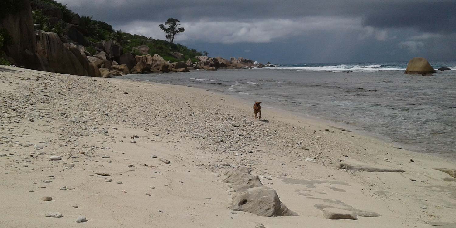 hungry in seychelles