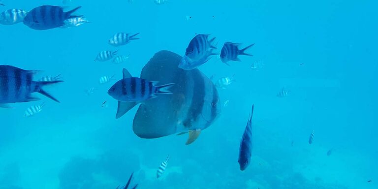 ile des palmes 768x384