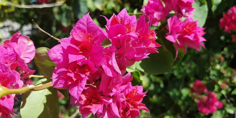 independent school ltd 768x384