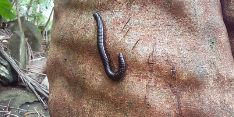 intertainment in seychelles 768x384