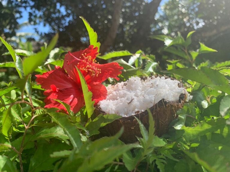 kot babi guest house 768x576