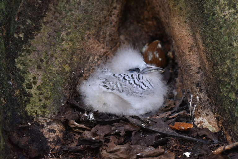 la source des tour 768x513