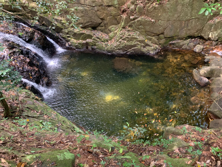 lailas collection 768x576