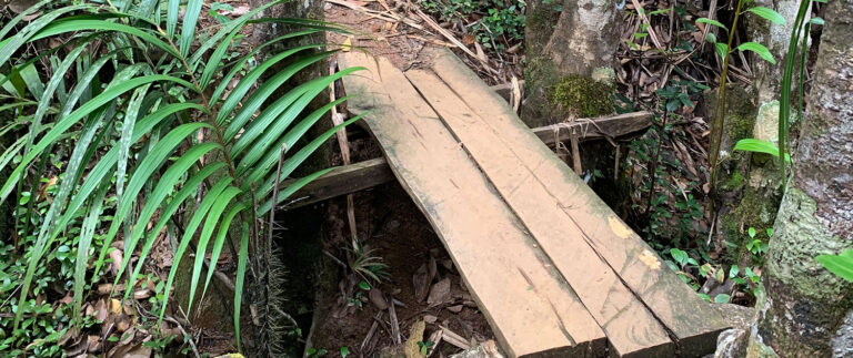 lavazza tropical store 768x323