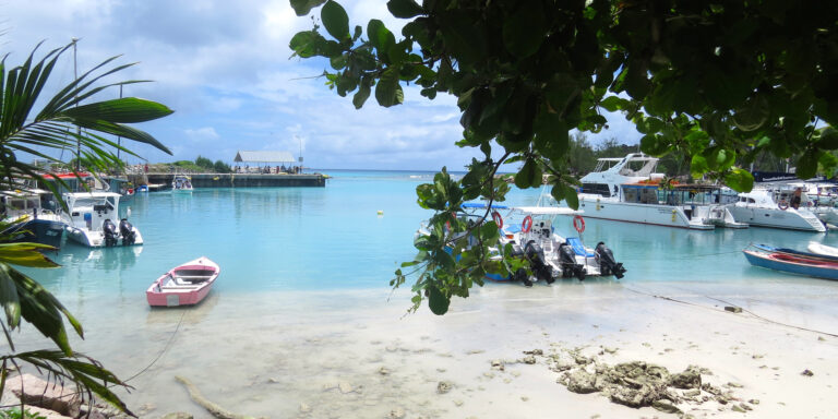 my house 768x384