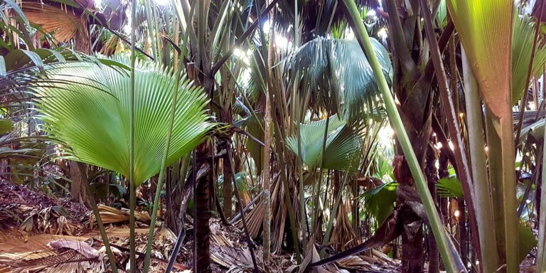 palm cars pty ltd 768x384