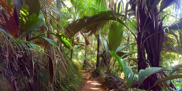 palm import export company limite 768x384