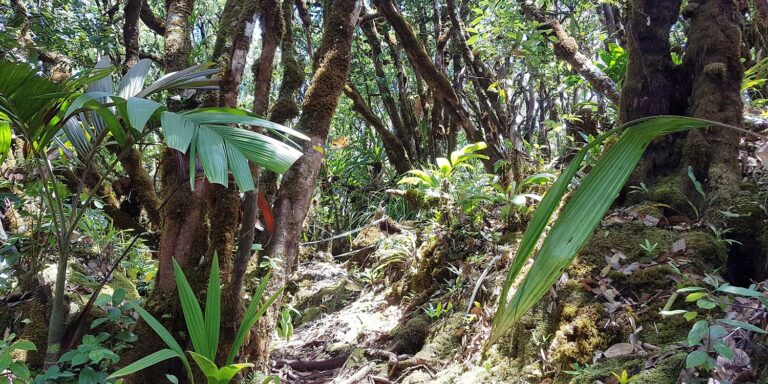 palm investment pty ltd 768x384