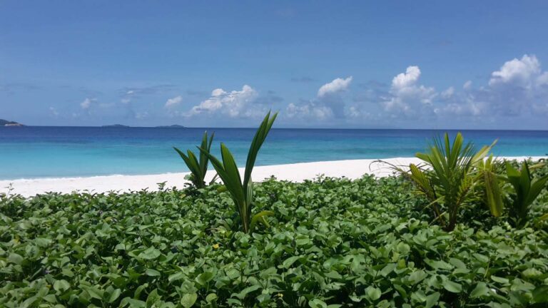 pamoja twaweza welfare association seychelles 768x432