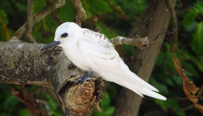 pams catering services 768x439