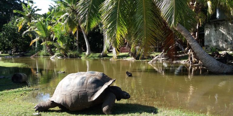 paradise real estate seychelles 768x384