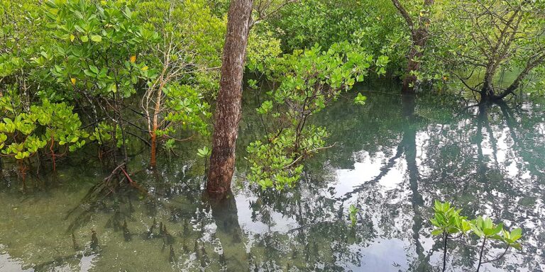 payet architects sey pty ltd 768x384