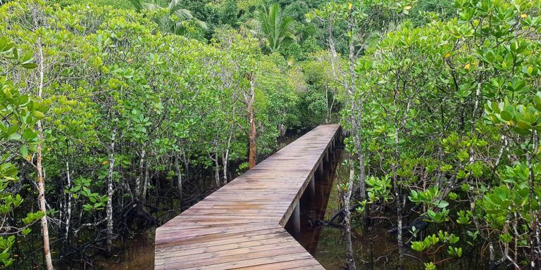 payet mr barry allen 768x384