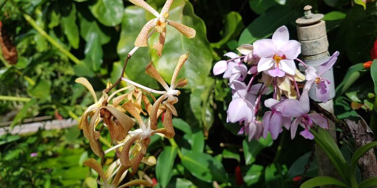 pes mini market 768x384