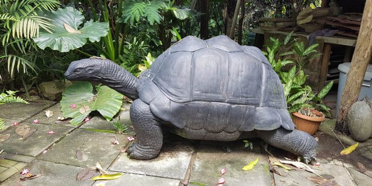 pestex co pty ltd 768x384