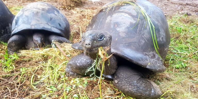 pillay mr duraisamy 768x384