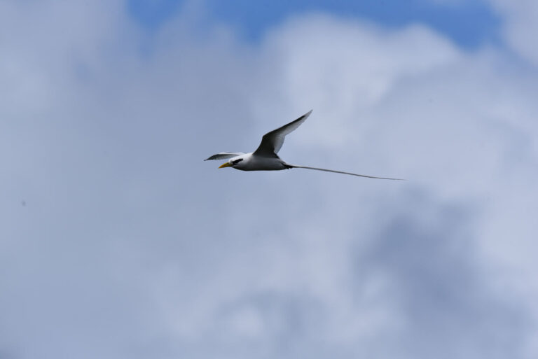 rosebelle proprietary limited 768x513