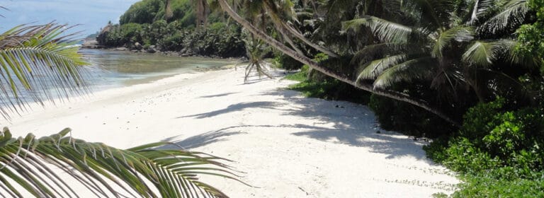 sca importer wholesale 768x280