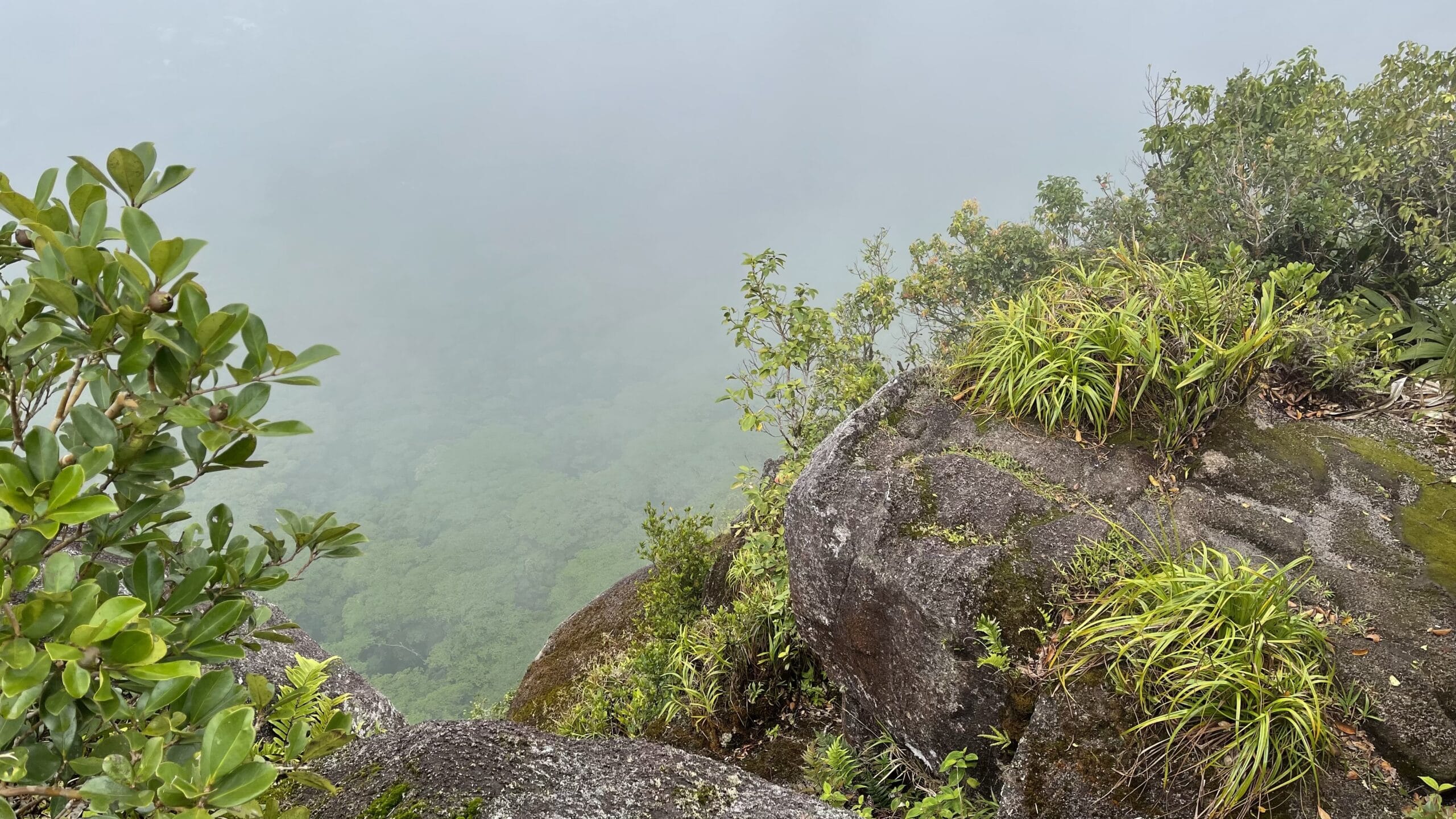 seychelles alzheimers foundation