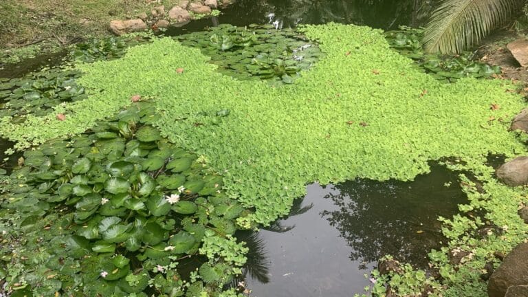 seychelles breweries ltd 768x432