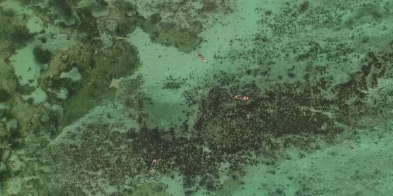 seychelles wildlife 768x384