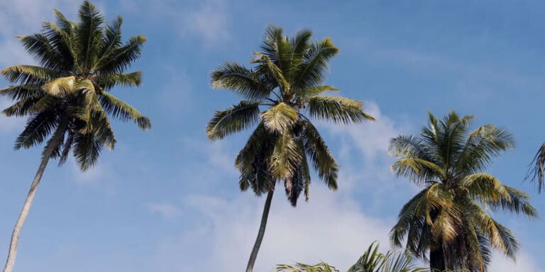 seystyle tailoring 768x384