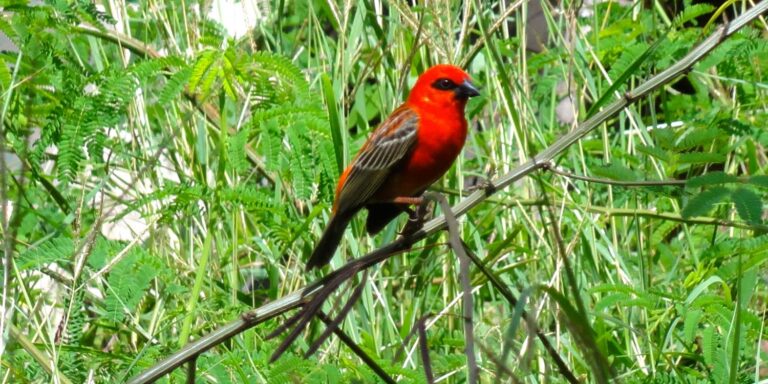 stile italiano 768x384