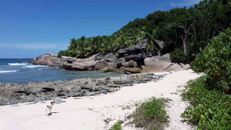 sunny seychelles boat charter 768x432