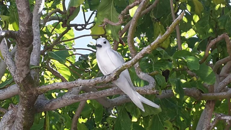 sunshine guesthouse 768x432