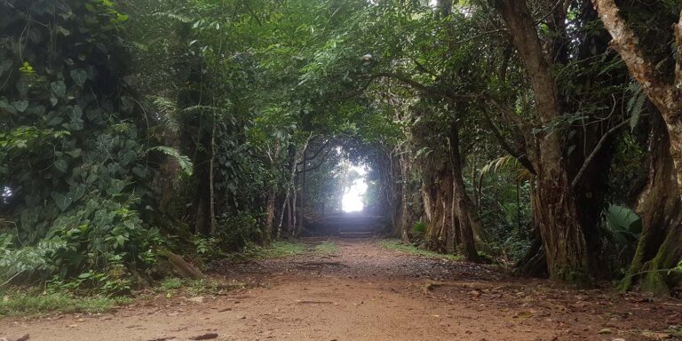 suresh vidot 768x384