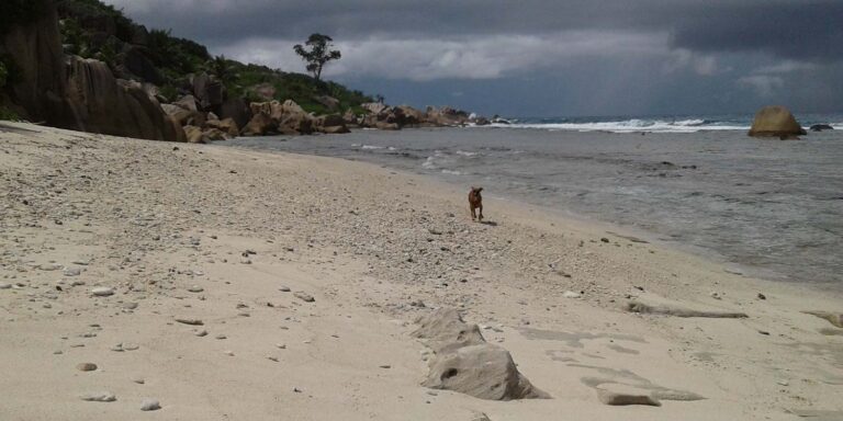 surfline pty ltd 768x384