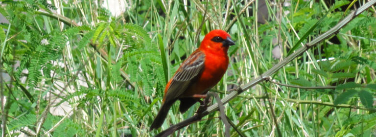 villa karibu seychelles 768x280