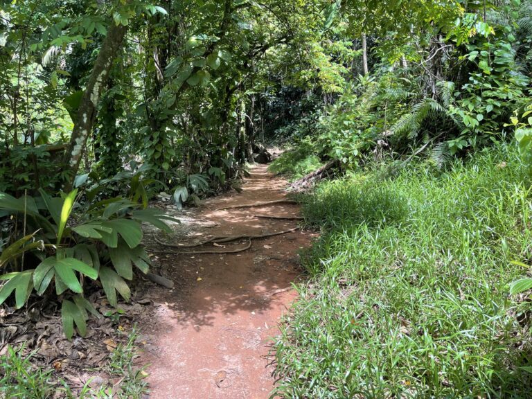 seychelles animal welfare society 768x576