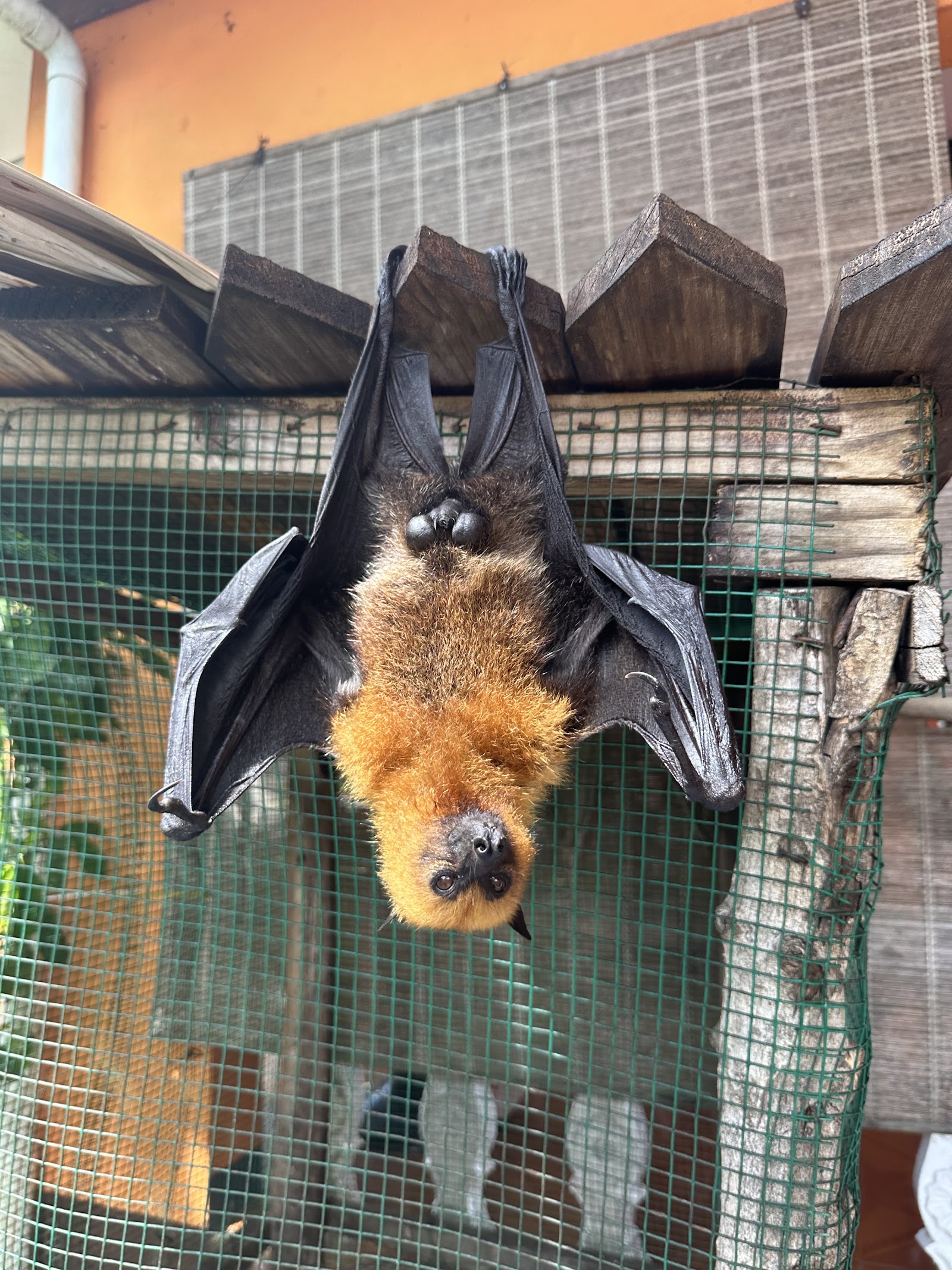Flying fox. you can give food to this fox. — Beau Vallon | Commercial ...